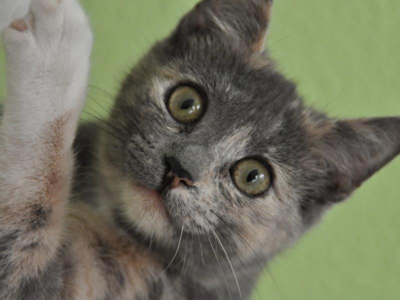 MALTRATO ANIMAL: UN HOMBRE ES INVESTIGADO POR METER UN GATO EN UN LAVARROPAS