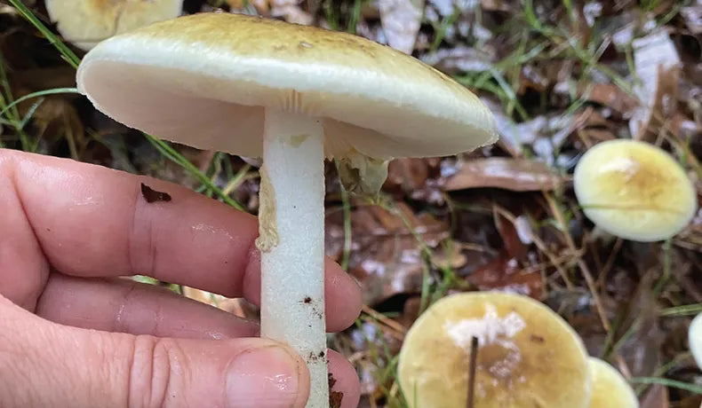 MSP EMITIÓ ADVERTENCIA SANITARIA POR HONGO "SOMBRERO DE LA MUERTE"