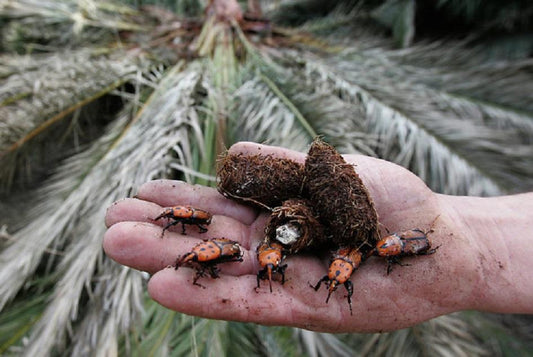 "PICUDO ROJO": CECOED SE REUNIRÁ POR PRESENCIA DEL INSECTO EN EL DEPARTAMENTO